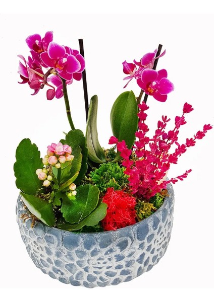 Gül Saksıda Lavantalı Phalaenopsis Orkide ve Kalanchoe Canlı Çiçek Mini Bahçe Tasarımı
