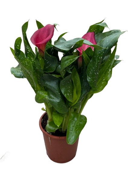 Calla Lilly 'Pink' (Gala Çiçeği)