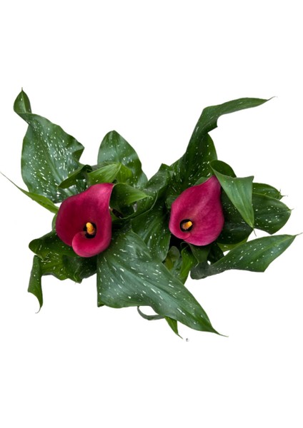 Calla Lilly 'Pink' (Gala Çiçeği)
