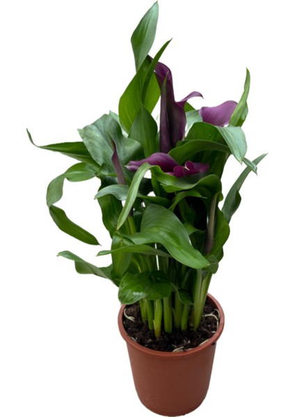Calla Lilly 'Purple' (Gala Çiçeği)