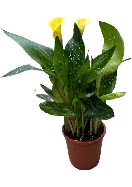 Calla Lilly 'Yellow' (Gala Çiçeği)