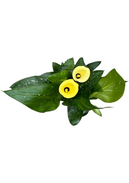 Calla Lilly 'Yellow' (Gala Çiçeği)