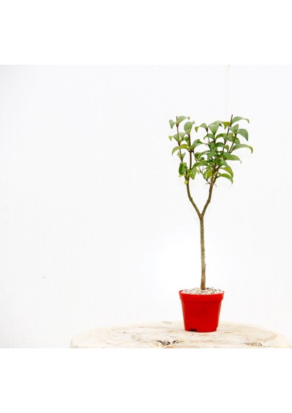 Bonsai Ligustrum Japonicum 3 Adet - Hediyelik Kırmızı Saksıda