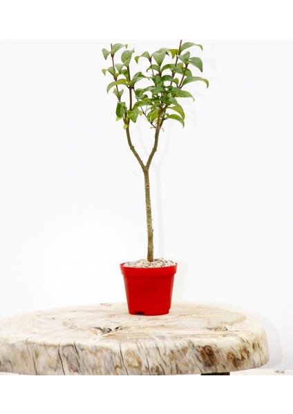 Bonsai Ligustrum Japonicum 3 Adet - Hediyelik Kırmızı Saksıda