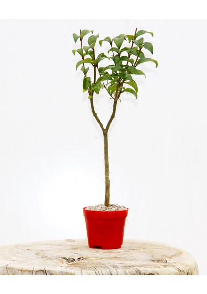 Bonsai Ligustrum Japonicum 3 Adet - Hediyelik Kırmızı Saksıda