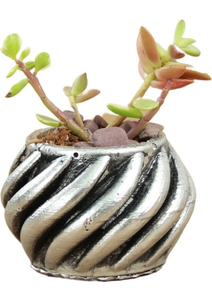 Mini Çiçek Saksı Küçük Sukulent Beyaz Kaktüs Saksısı Kalın Çizgili Spiral Model