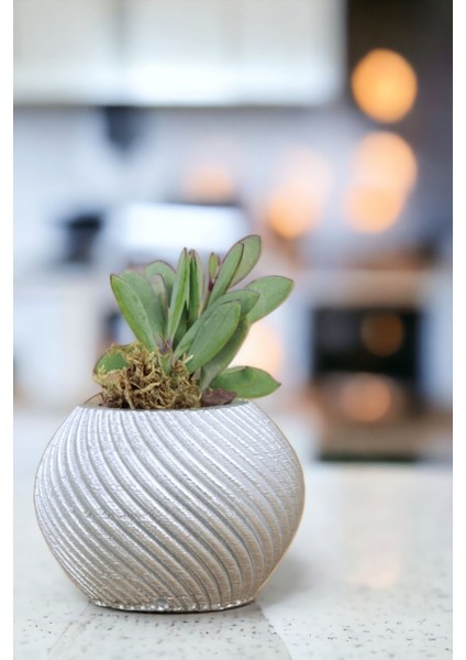 Premium Saksı Minyatür Dekoratif Kaktüs Sukulent Saksısı Model 1 fırsatları