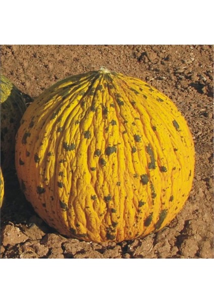 Dalaman Kavun Tohumu 10 gr Tohum Aksaray Tohumculuk