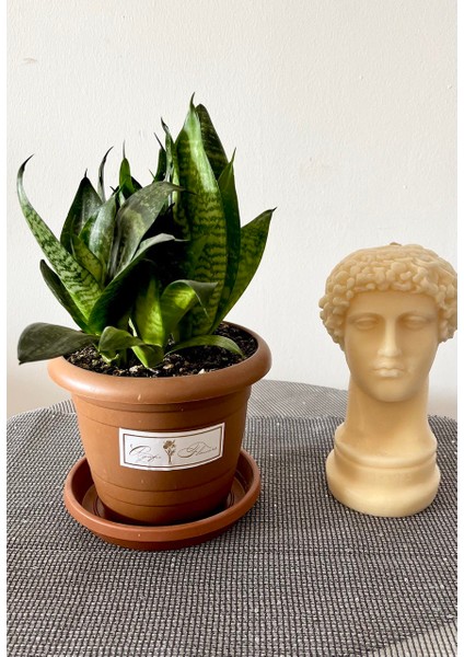 Sansevieria Zeylanica-Paşa Kılıcı-Hava Temizleyici Bitki-Salon-Ofis Bitkisi