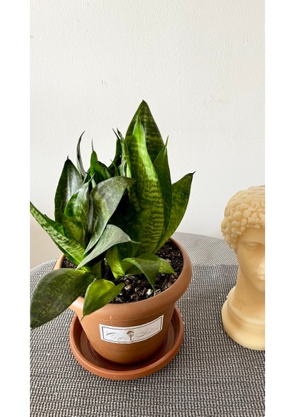 Sansevieria Zeylanica-Paşa Kılıcı-Hava Temizleyici Bitki-Salon-Ofis Bitkisi fiyatları
