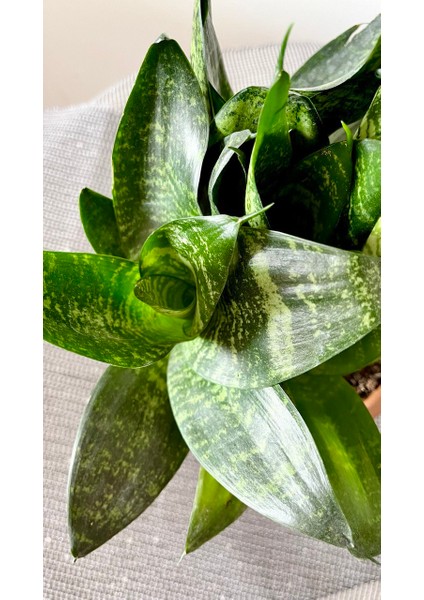 Sansevieria Zeylanica-Paşa Kılıcı-Hava Temizleyici Bitki-Salon-Ofis Bitkisi modelleri