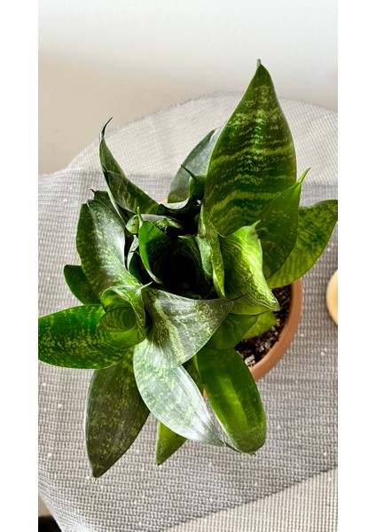 Sansevieria Zeylanica-Paşa Kılıcı-Hava Temizleyici Bitki-Salon-Ofis Bitkisi fırsatları