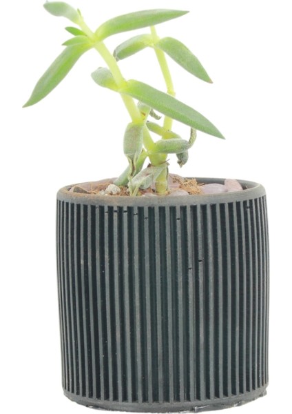 Mini Çiçek Saksı Küçük Sukulent Siyah Kaktüs Saksısı Düz Ince Çizgili Model