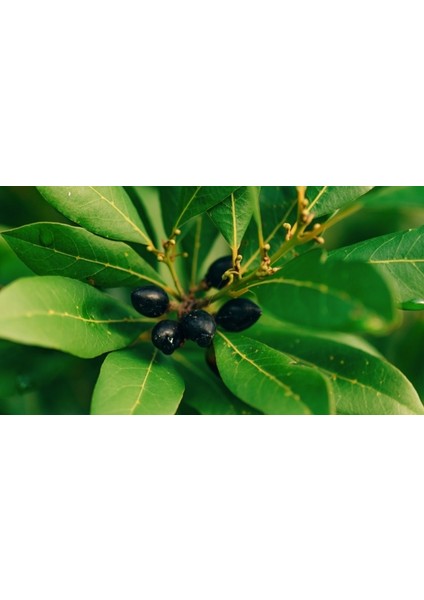 Defne Ağacı Tohumu 60 Adet - Laurus Nobilis