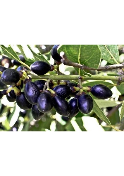 Defne Ağacı Tohumu 30 Adet - Laurus Nobilis