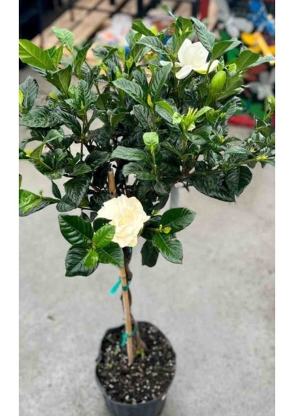 Aşılı Keskin Kokulu Gardenya 30/40 cm