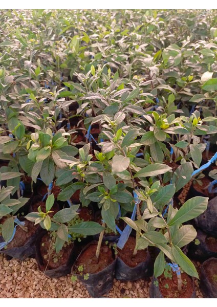 Aşılı Keskin Kokulu Gardenya 30/40 cm fiyatları