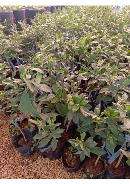 Aşılı Keskin Kokulu Gardenya 30/40 cm modelleri