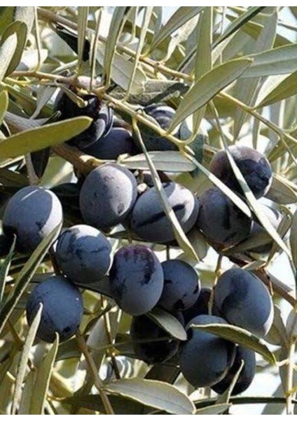 Gemlik Zeytin Ağacı Fidanı (Orta Boy)