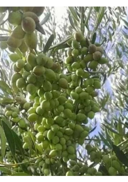 Gemlik(Trilye) Ağacı Fidanı (Büyük Boy)