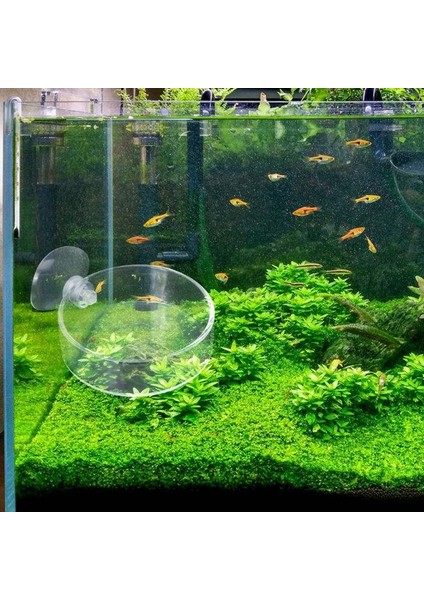 Stili Temizle Tek Boyut Yeni Akvaryum Dibe Çökme Yüzük Geliyor Balık Tankı Yemlik Akvaryum Karides Cam Altı Yem Kabı Berrak Tabak Tepsi Batma Emme Bardak Yüzdürme Emme Kupası (Yurt Dışından) fiyatları