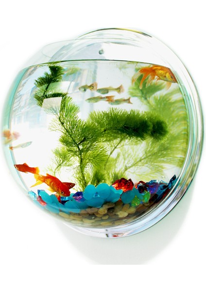 Şeffaf Stil 15CM Pinsjar Akrilik Balık Kase Duvara Asılabilen Akvaryum Tankı Su Ürünleri Evcil Hayvan Malzemeleri Duvara Monte Balık Tankı Betta Balığı Için (Yurt Dışından) fiyatları