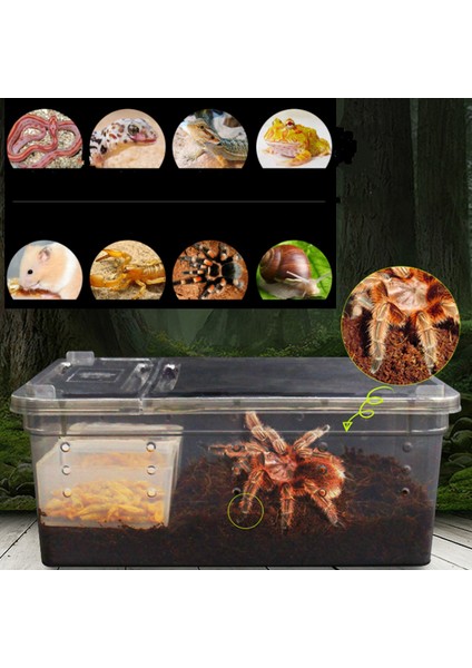 Beyaz Stil Sürüngenler Için Terraryum Şeffaf Plastik Kutu Böcek Sürüngen Taşıma Üreme Canlı Yem Kutusu Kaplumbağa Tankı Sürüngen Lambası (Yurt Dışından) fiyatları