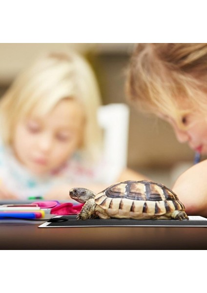 09 35W Au Stili Evcil Isıtıcı Kertenkele Pet Isıtma Pedi Termostat Kontrol Cihazıyla Tırmanma Evcil Isıtma Pedleri Sürüngen Malzemeleri Için Terraryum Isıtıcı Mats (Yurt Dışından) fırsatları