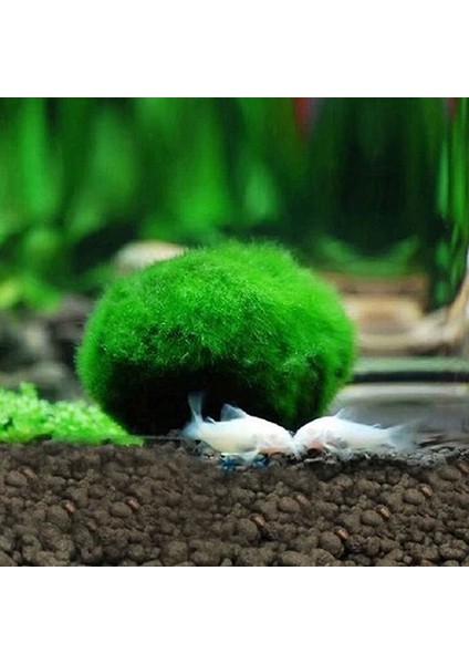 Marimo Yosun Topları Canlı Akvaryum Bitkisi Algi Frimp Tank Süsü Yeşil Akvaryum Süsü Ön Plan Çimen (Yurt Dışından)