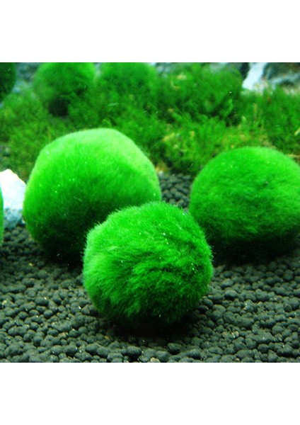 Marimo Yosun Topları Canlı Akvaryum Bitkisi Algi Frimp Tank Süsü Yeşil Akvaryum Süsü Ön Plan Çimen (Yurt Dışından)