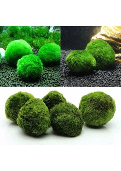 Marimo Yosun Topları Canlı Akvaryum Bitkisi Algi Frimp Tank Süsü Yeşil Akvaryum Süsü Ön Plan Çimen (Yurt Dışından)
