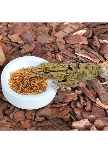 M-W Tarzı Sürüngen Yiyecek Kabı Kertenkele Gecko Yiyecek Su Kabı Pogona Yem Kabı Seramik Solucan Kabı Için Kertenkele Anolis (Yurt Dışından) fırsatları