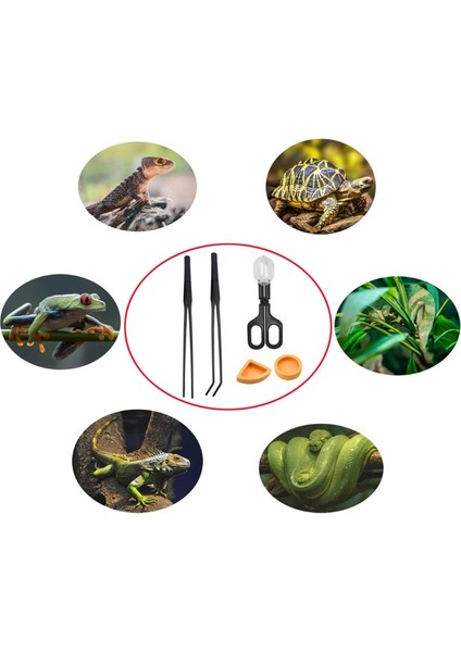 5 Parça Sürüngen Besleme Aracı Böcek Kavraması Cırcır Pensesi Kaçış Engelleme Solucan Kabı ve Maşa ile Akvaryumlar Yılanlar Keler Için (Yurt Dışından) modelleri