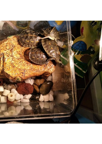 25W Tarzı 220V E27 LED Kertenkele Isıtma Lambası Ayarlanabilir Uvb Kaplumbağa Güneş Yanıklıkları Işıkları Tam Spektrum Güneş Lambası Sıcak Isı Koruma Aydınlatma (Yurt Dışından) fiyatları