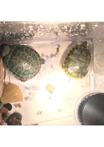 25W Tarzı 220V E27 LED Kertenkele Isıtma Lambası Ayarlanabilir Uvb Kaplumbağa Güneş Yanıklıkları Işıkları Tam Spektrum Güneş Lambası Sıcak Isı Koruma Aydınlatma (Yurt Dışından) modelleri