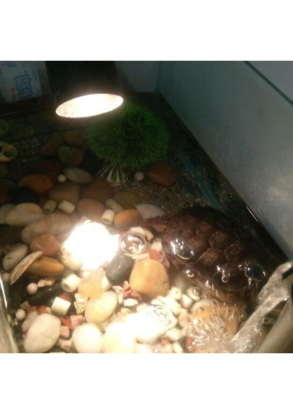 25W Tarzı 220V E27 LED Kertenkele Isıtma Lambası Ayarlanabilir Uvb Kaplumbağa Güneş Yanıklıkları Işıkları Tam Spektrum Güneş Lambası Sıcak Isı Koruma Aydınlatma (Yurt Dışından) fırsatları