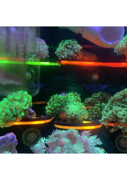 Gri Stil Akvaryum Resif Için Akrilik Balık Tankı Floresans Mercan Frag Rafları Tutucu Süspansiyon Kupası Montaj Standı (Yurt Dışından) indirimleri