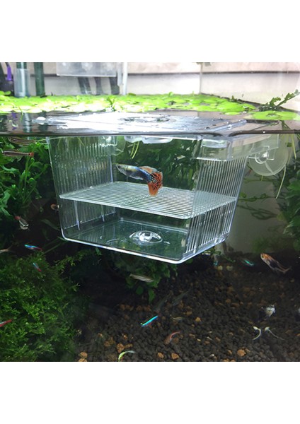 Bir Stil Akvaryum Balık Tankı Yavru Kutusu Üreme Şeffaf Akrilik Inkübatör Tutucu Akvaryum Balık Tankı Çift Yavru Inkübatörü (Yurt Dışından) fırsatları