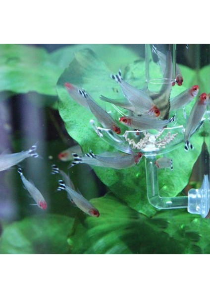 Şeffaf Stil Çap 6cm Akrilik Akvaryum Yem Kabı Frimps Balık Tankı Istasyonu Yiyecek Tepsisi Süngerli Akvaryum Aksesuarı (Yurt Dışından) modelleri