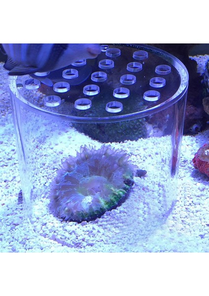 150MM Tarzı Akrilik Mercan Kapak Şeffaf Mercan Kapak Anti-Çatlak Karides Için Akvaryum Balık Tankı (Yurt Dışından) fırsatları