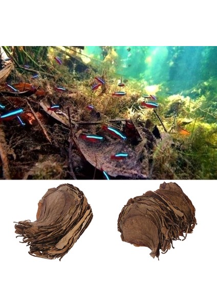 Gösteri Stili Olarak L Beden Doğal Catappa Yaprakları Badem Yaprağı Balık Temizleme Tedavisi Akvaryum Tankı JAN11 (Yurt Dışından) modelleri