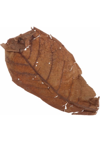 Gösteri Stili Olarak L Beden Doğal Catappa Yaprakları Badem Yaprağı Balık Temizleme Tedavisi Akvaryum Tankı JAN11 (Yurt Dışından) indirimleri