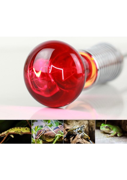40W Tarzı Kaplumbağa Kertenkele Sürüngen Yılan Evcil Hayvanlar Için R63 Kızılötesi Isıtma Lambası Isıtıcı Ampul Işık Sıcaklık Kontrol Cihazı 40W 60W (Yurt Dışından)