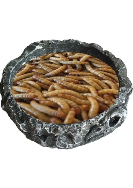 Sürüngen Su ve Yem Kabı Reçine Evcil Hayvan Kapları Küçük Sürüngen Mealworms Tabak Kertenkele Sakallı Ejderha Örümcek Cırcır Böceği Kaplumbağa Için (Yurt Dışından)