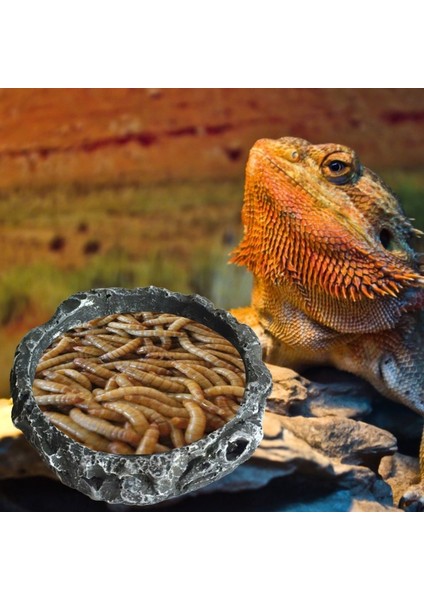 Sürüngen Su ve Yem Kabı Reçine Evcil Hayvan Kapları Küçük Sürüngen Mealworms Tabak Kertenkele Sakallı Ejderha Örümcek Cırcır Böceği Kaplumbağa Için (Yurt Dışından)