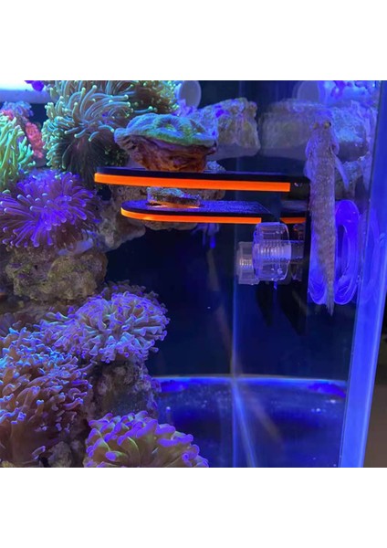 Koyu Yeşil Tarzı Balık Tankı Floresan Mercan Parça Raf Sps Akrilik Deniz Akvaryumu Resif Emme Kupası Braketi Montaj Aracı Su Bitkisi Standı (Yurt Dışından) indirimleri