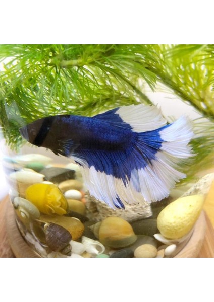 Küçük Ofis Cam Akvaryum Bambu Tabanlı Mini Balık Tankı Dekorasyonu Balık Kasesi (Yurt Dışından) fiyatları