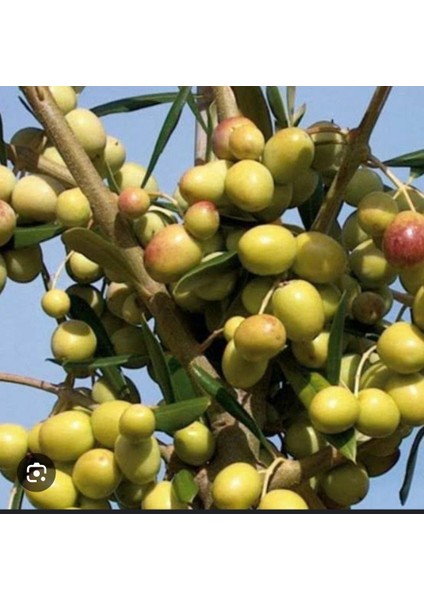 Halhali Zeytin Ağacı Fidanı (Büyük Boy)