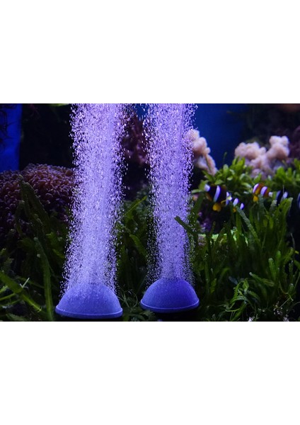 Ekmek Hava Taşı 6cm Tarzı 1 Ünite Sıcak Kabarcık Disk Hava Taş. Akvaryum Balık Tankı Için Hava Kabarcık Taş Havalandırıcı Hava Pompası Hidroponik Oksijen Plakası Akvaryum Aksesuarları (Yurt Dışından) fırsatları