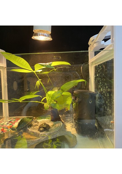 Sadece 2 Adet Filtre Pedi Stili L Beden Akvaryum Kaplumbağası Düşük Su Filtresi Pompası Balık Tankı Asılı Şelale Kaplumbağa Filtre Pompası Balık Kaplumbağası Sürüngen Için Su Dolaşımı (Yurt Dışından) modelleri